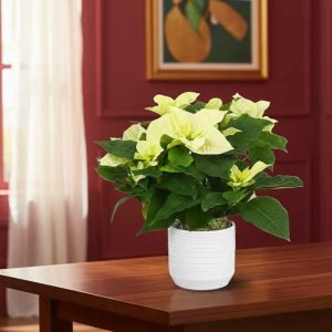 Sorprende con la Poinsettia blanca, la versión más elegante y sofisticada de la tradicional Nochebuena.