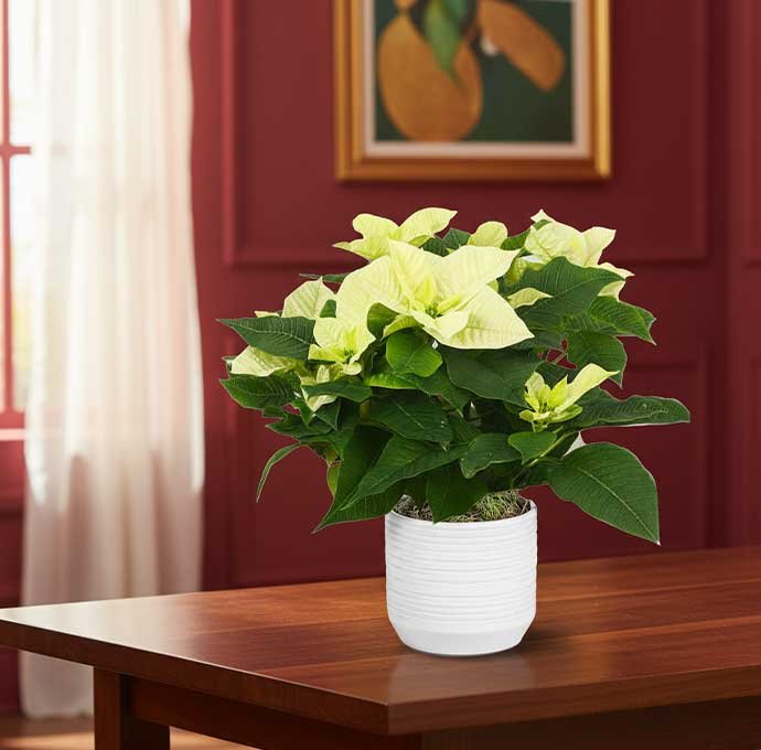 Sorprende con la Poinsettia blanca, la versión más elegante y sofisticada de la tradicional Nochebuena.