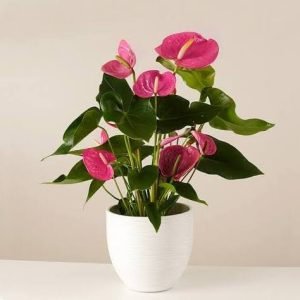 El anturio planta es una opción elegante y sofisticada para decorar espacios o regalar en ocasiones especiales. Conocido como “flor de flamenco”, el anturio destaca por sus hojas verdes brillantes y sus flores en tonos rojos, rosados o blancos, que transmiten frescura y distinción.