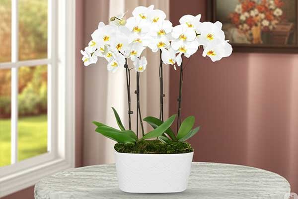 Floreria a domicilio orquídeas promocional banner