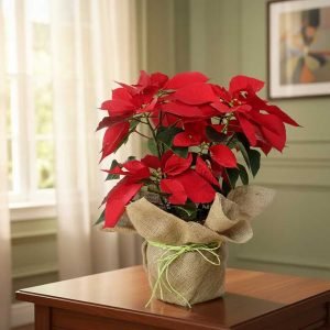 Sorprende en esta temporada con nuestras Nochebuenas para regalo, flores tradicionales de Navidad que transmiten alegría, calidez y elegancia.